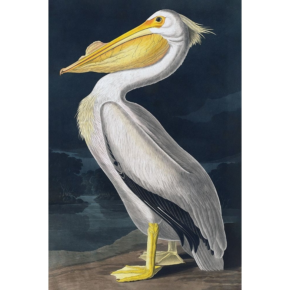 Pelican Poster Print - Incado-VARPDXINAP408 Image 1