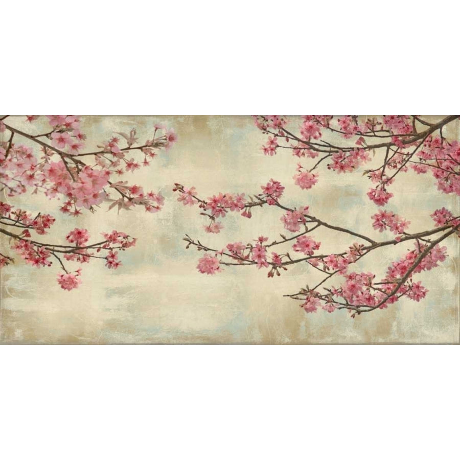 Cherry Blossoms Poster Print by John Seba-VARPDXIS111465DG Image 1