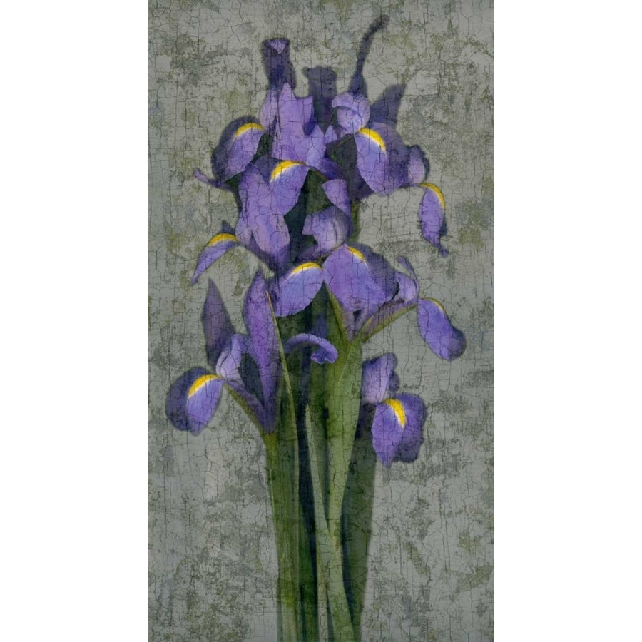 Purple Iris by John Seba-VARPDXIS4064 Image 1