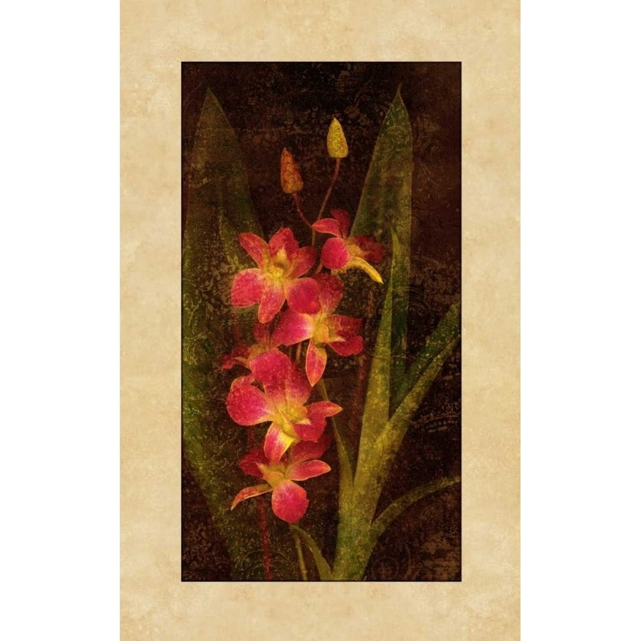 Orchid Poster Print by John Seba-VARPDXIS4061 Image 1