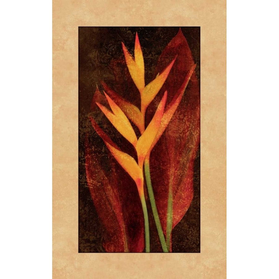 Heliconia Poster Print by John Seba-VARPDXIS4063 Image 1