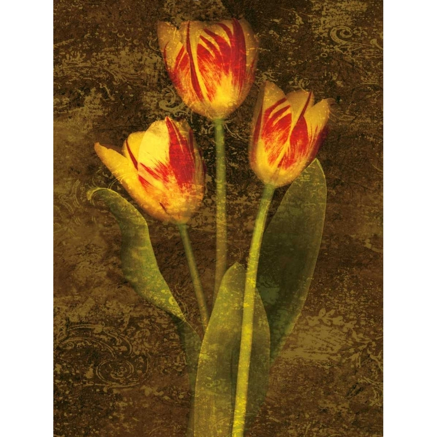 Three Tulips Poster Print by John Seba-VARPDXIS4145 Image 1