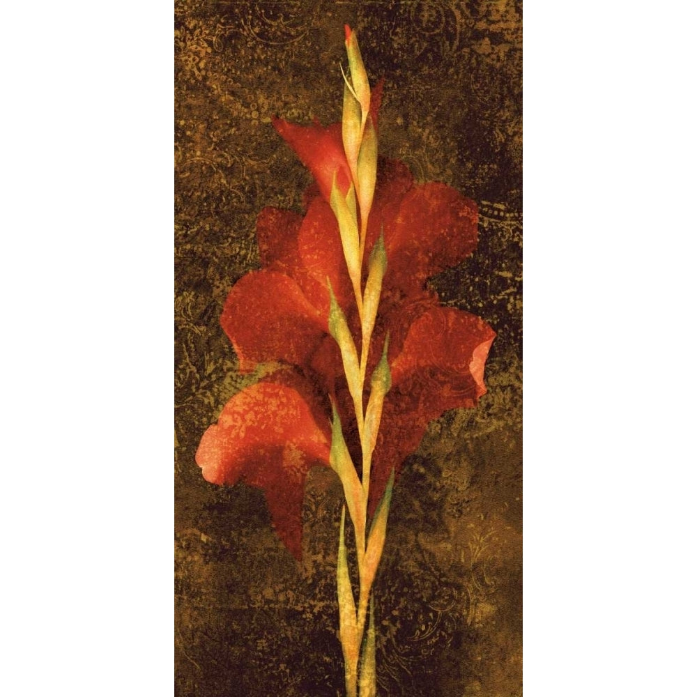 Gladiola Poster Print by John Seba-VARPDXIS4142 Image 1