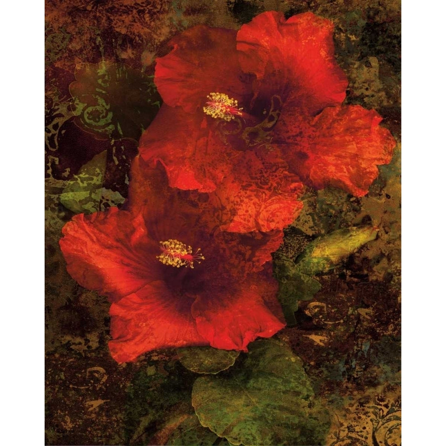 Hibiscus II Poster Print by John Seba-VARPDXIS4165 Image 1