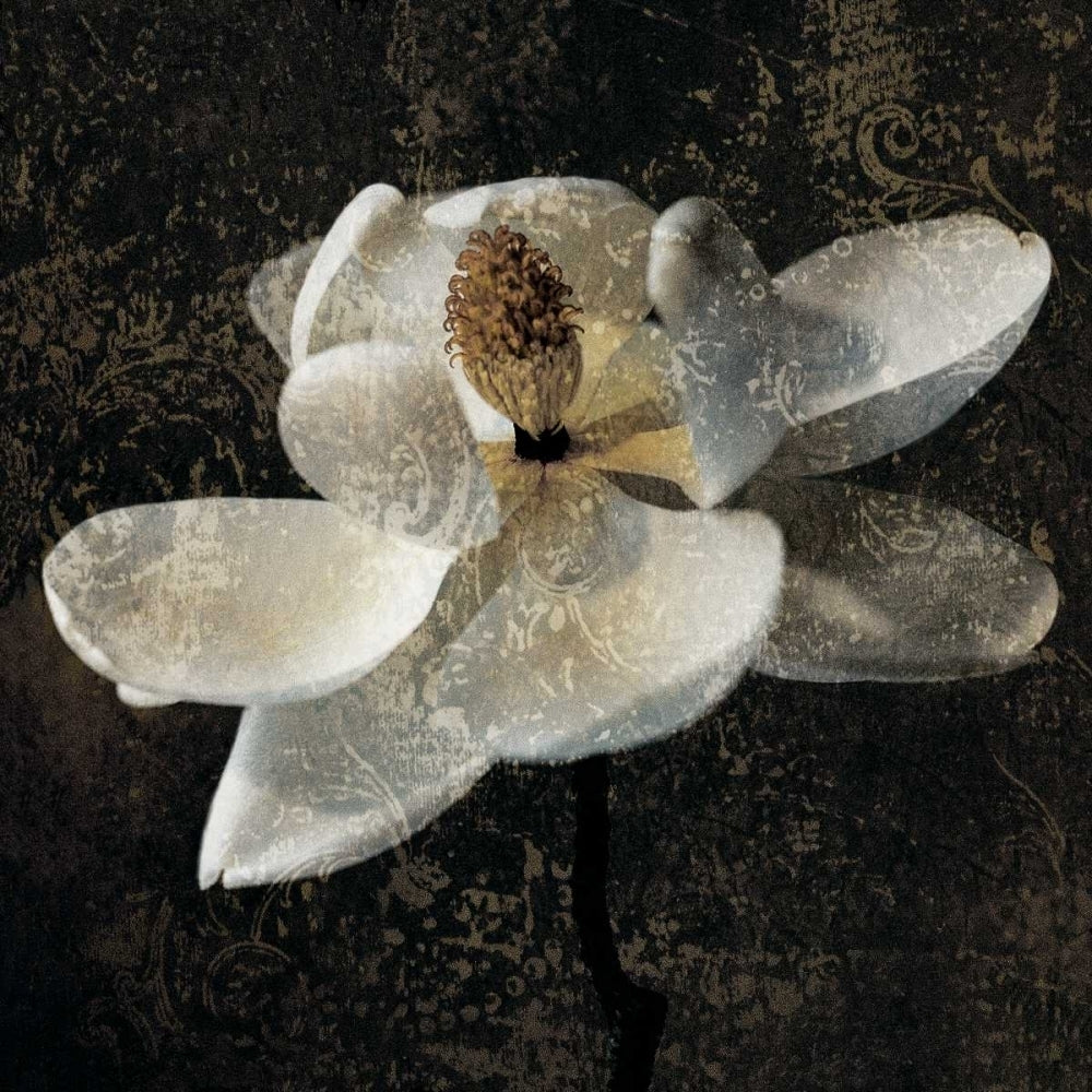 Magnolia II Poster Print by John Seba-VARPDXIS4333 Image 1