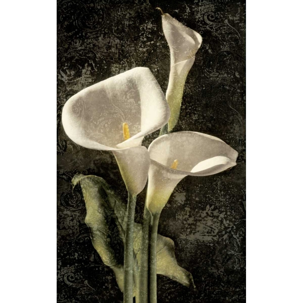 Callas I Poster Print by John Seba-VARPDXIS4616 Image 1