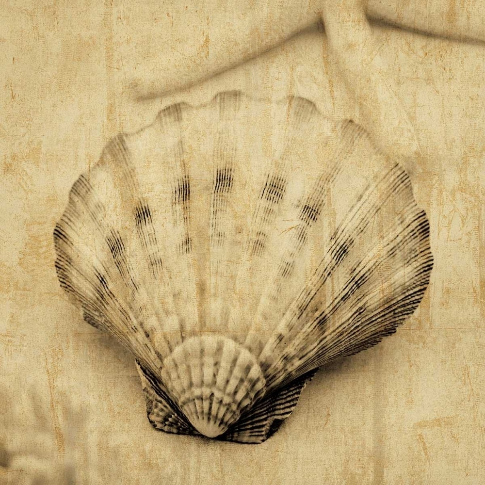 Scallop Poster Print by John Seba-VARPDXIS5200 Image 1