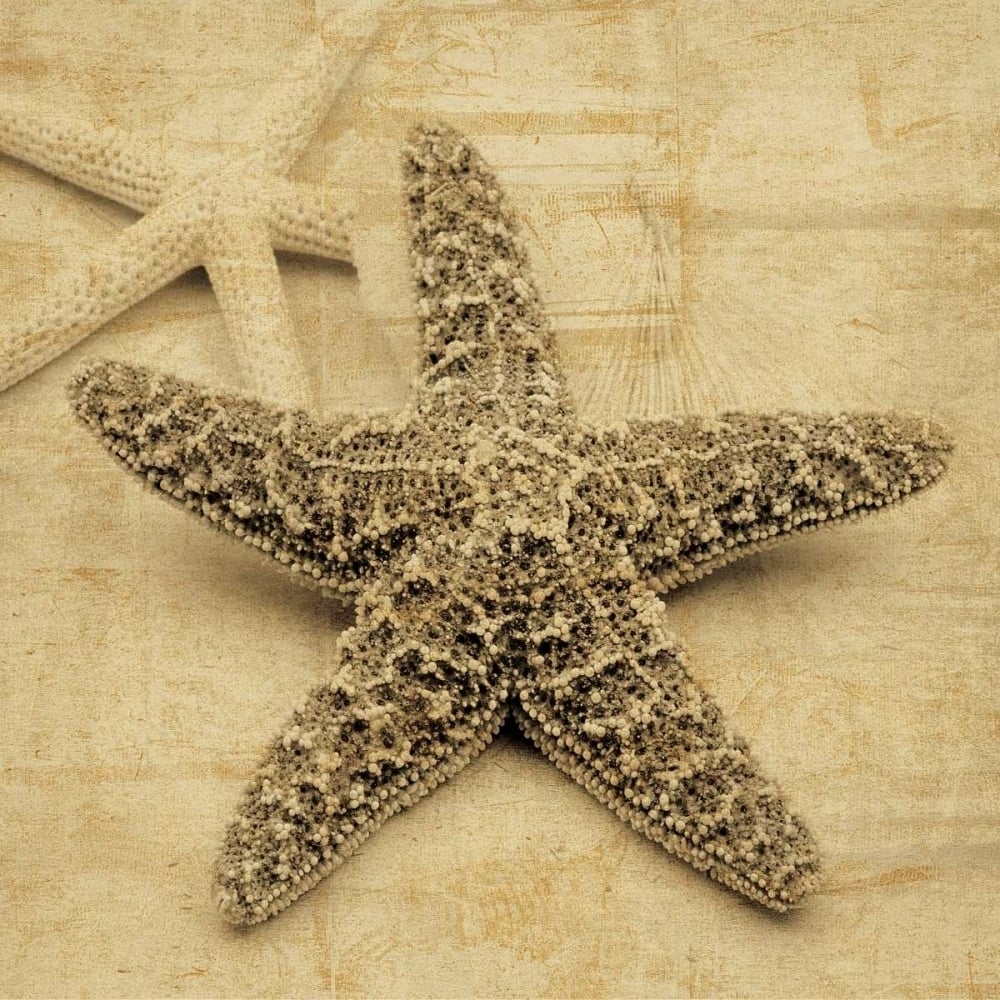 Starfish Poster Print by John Seba-VARPDXIS5199 Image 1