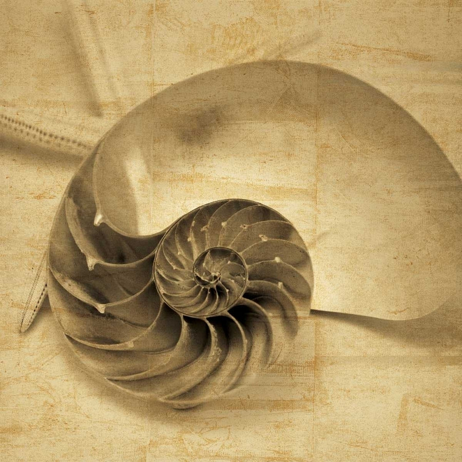 Chambered Nautilus Poster Print by John Seba-VARPDXIS5201 Image 1