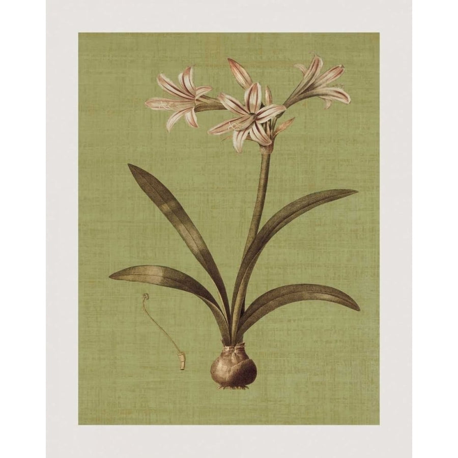 Botanica Verde I Poster Print by John Seba-VARPDXIS5758 Image 1