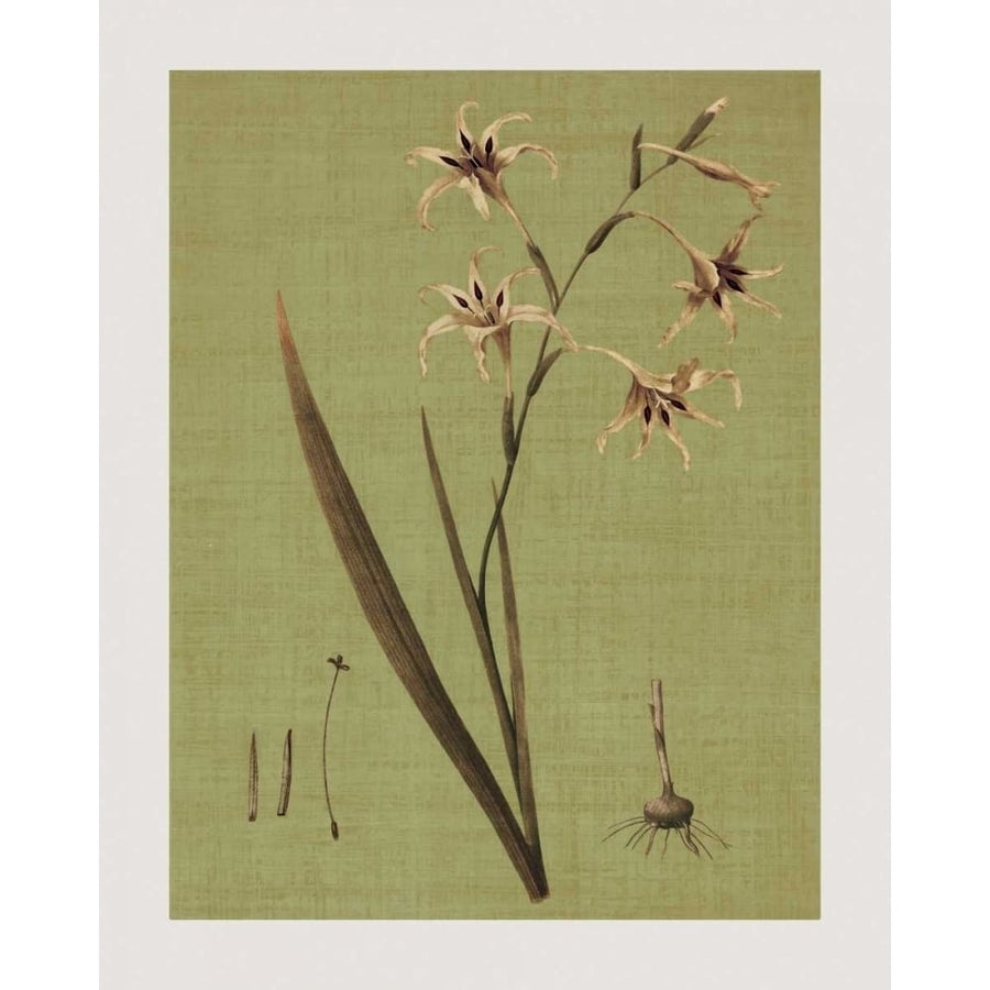 Botanica Verde IV Poster Print by John Seba-VARPDXIS5761 Image 1