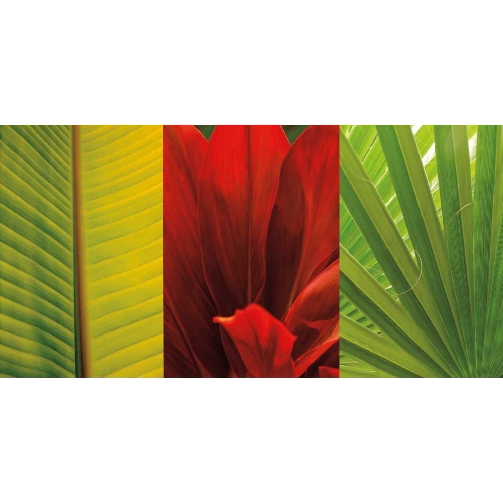 Tropical Treasure II Poster Print by John Seba-VARPDXIS6510 Image 1