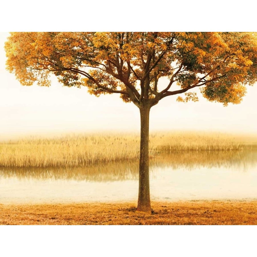 Golden Morning I Poster Print by John Seba-VARPDXIS7212 Image 1