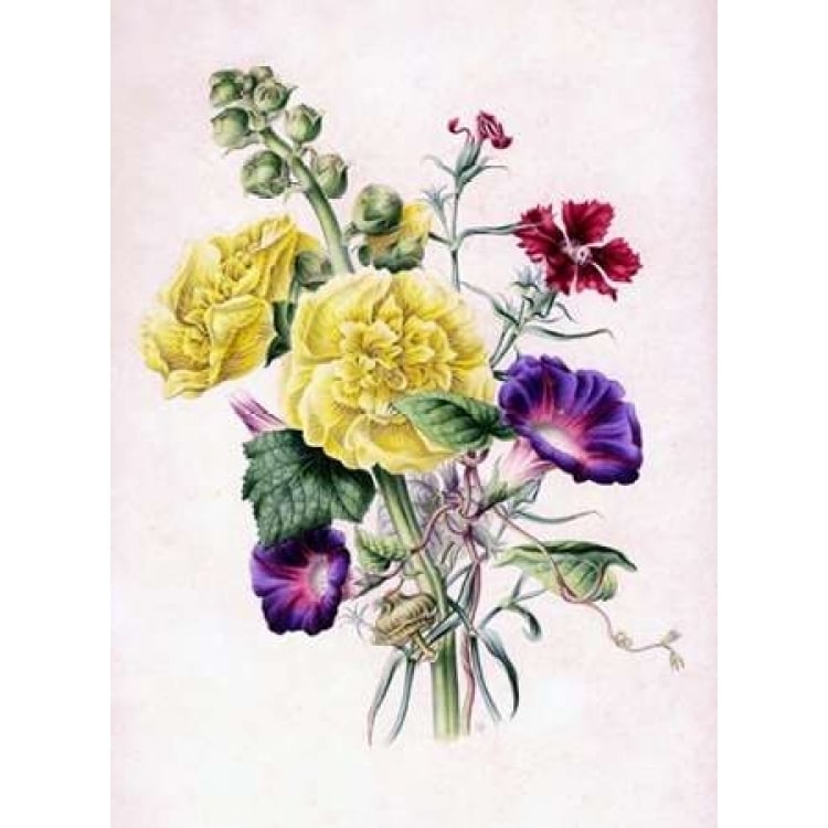 Hollyhocks Poster Print by James Andrews-VARPDXJA10 Image 1