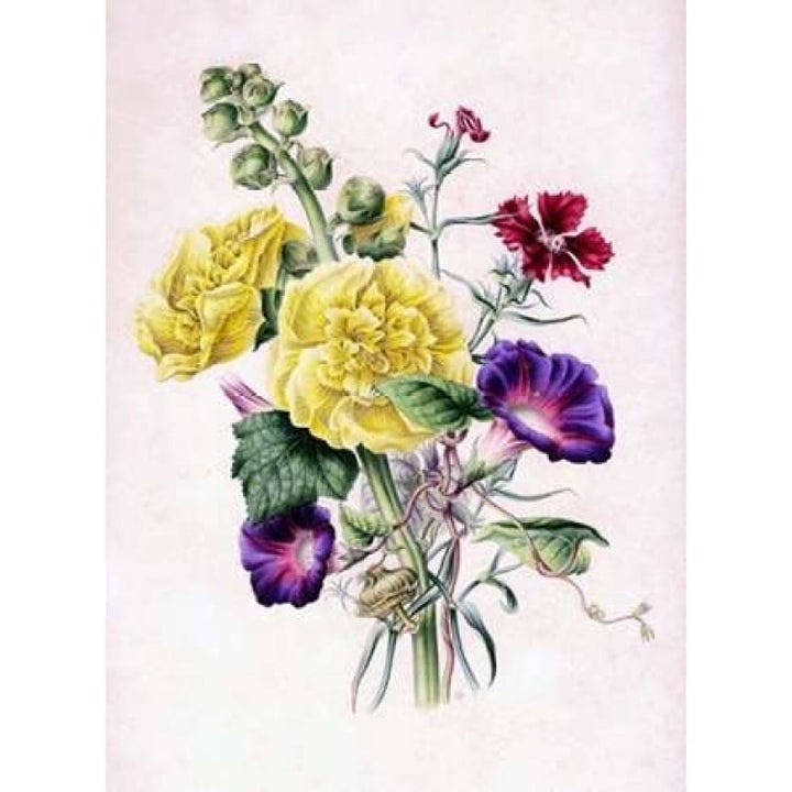 Hollyhocks Poster Print by James Andrews-VARPDXJA10 Image 1