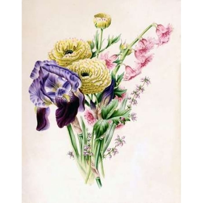 Iris Poster Print by James Andrews-VARPDXJA12 Image 1