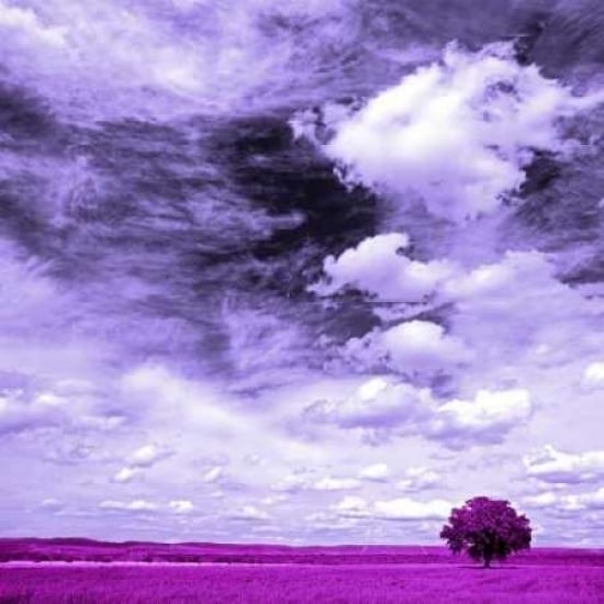 Lilac field 840 Poster Print by J.A. Palacios-VARPDXJAP022 Image 2