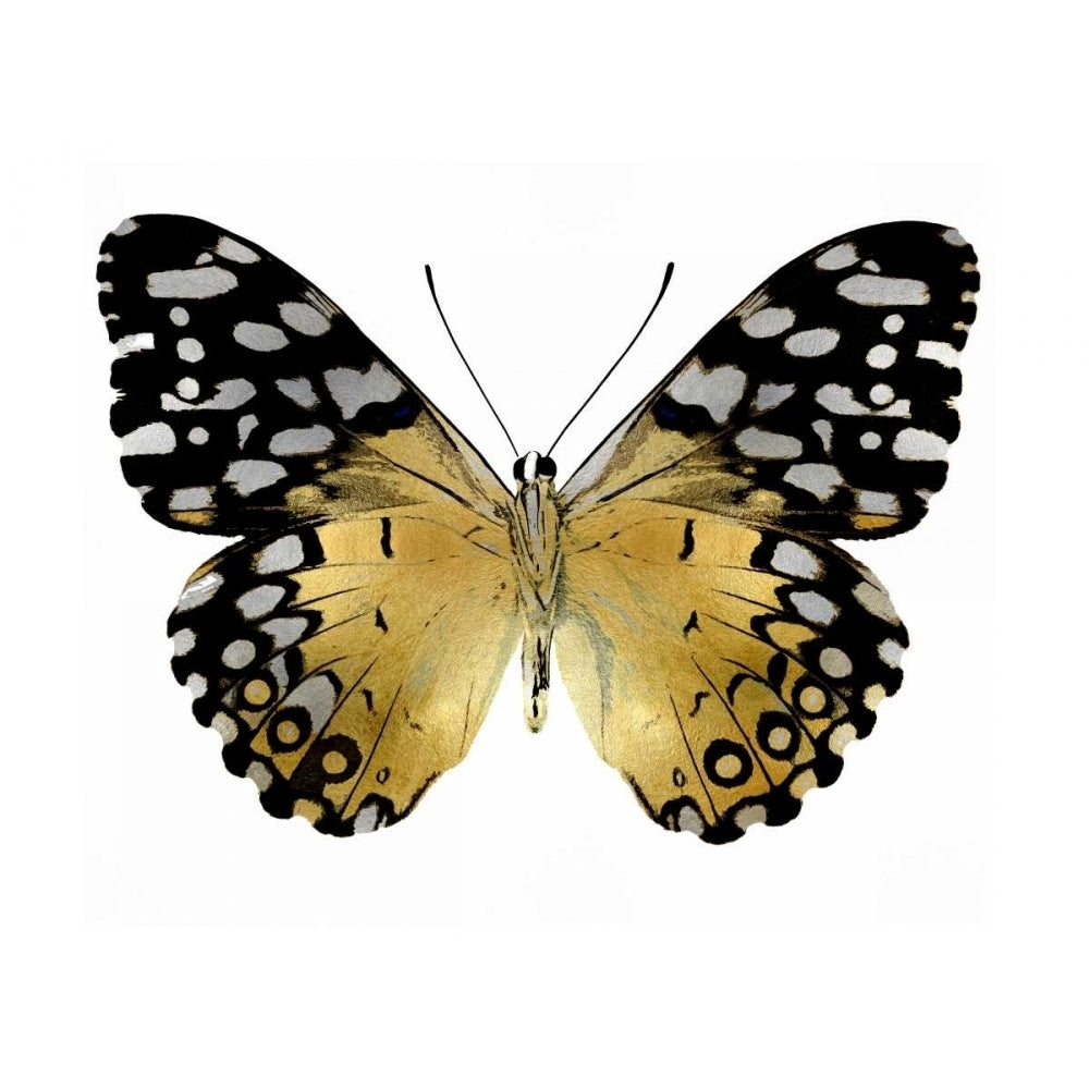 Golden Butterfly IV Poster Print by Julia Bosco-VARPDXJBC113339 Image 1