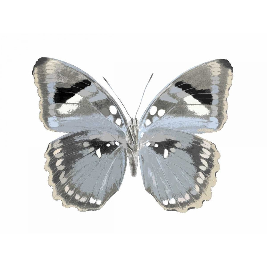 Butterfly in Grey I Poster Print by Julia Bosco-VARPDXJBC113335 Image 1