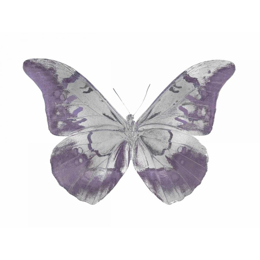 Butterfly in Amethyst I Poster Print by Julia Bosco-VARPDXJBC113355 Image 1