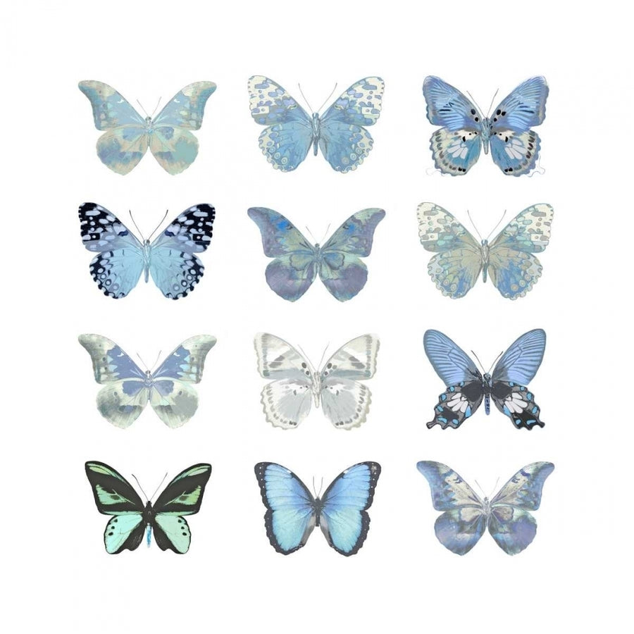 Butterfly Study in Blue I Poster Print by Julia Bosco-VARPDXJBC113348 Image 1