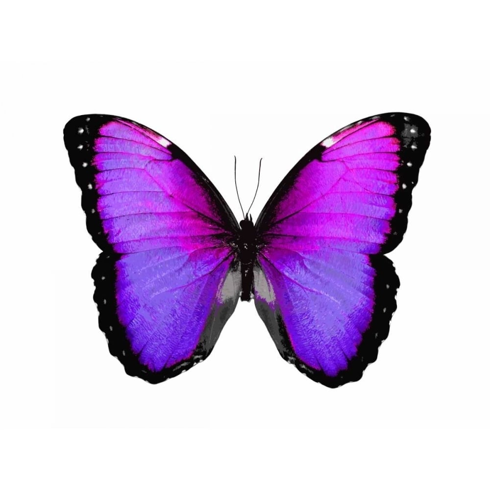 Vibrant Butterfly IV Poster Print by Julia Bosco-VARPDXJBC113366 Image 1