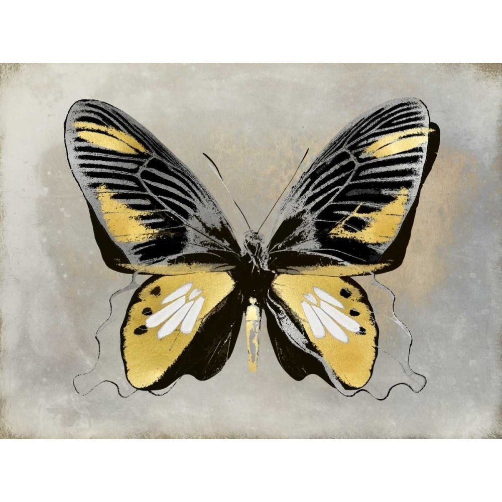 Butterfly Study III Poster Print by Julia Bosco-VARPDXJBC113435 Image 1