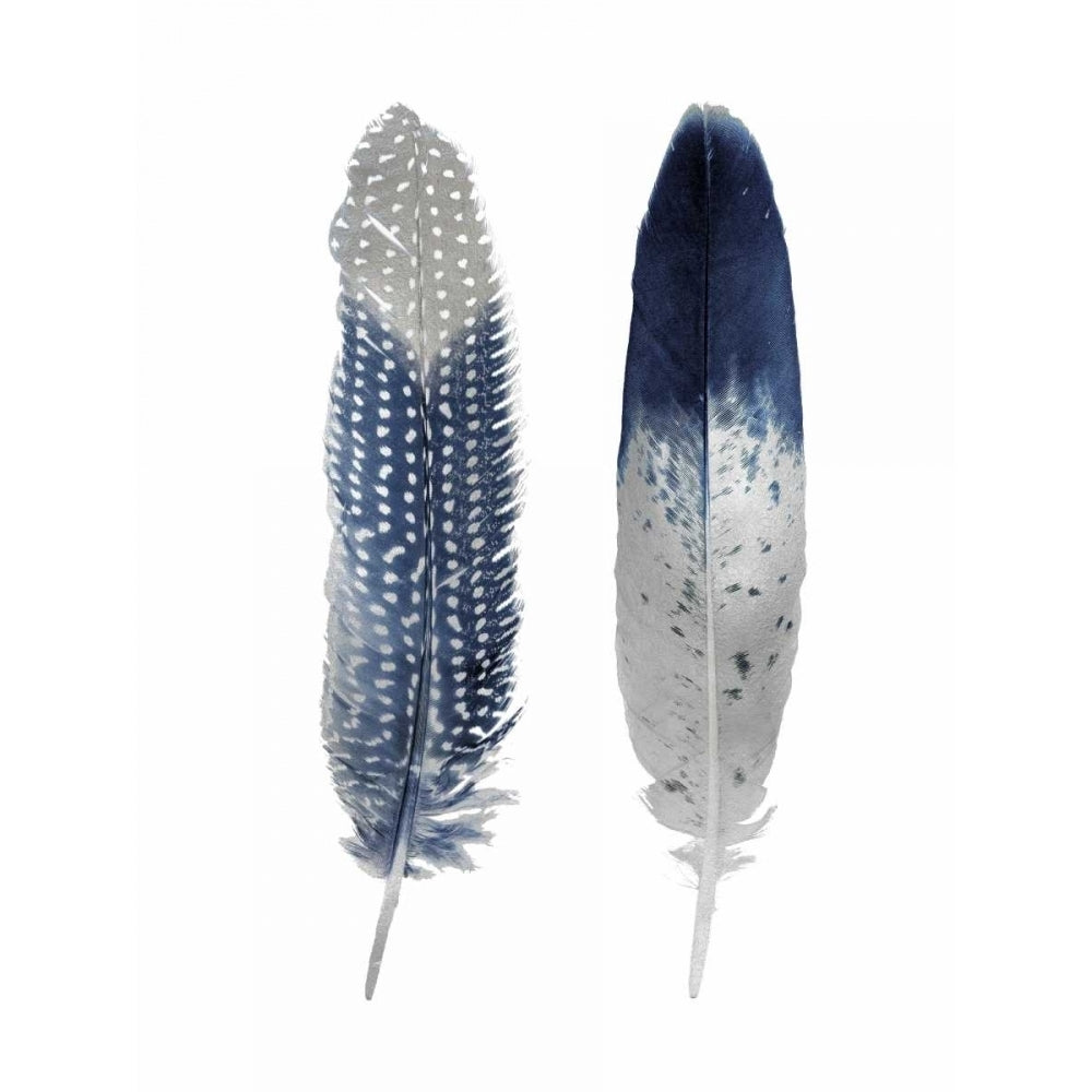 Blue Feather Pair Poster Print by Julia Bosco-VARPDXJBC114217 Image 1