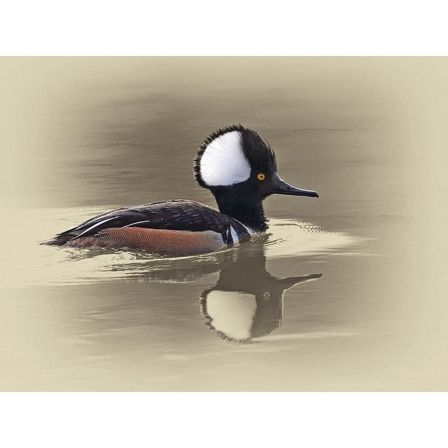 Hooded Merganser Poster Print by Jim Brown-VARPDXJBN056 Image 1