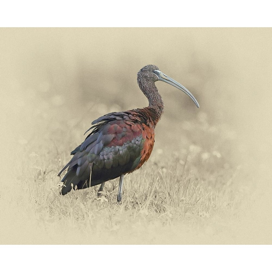 Glossy Ibis 1 Poster Print by Jim Brown-VARPDXJBN070 Image 1