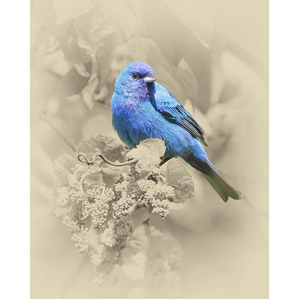 Indigo Bunting II Poster Print by Jim Brown-VARPDXJBN081 Image 1