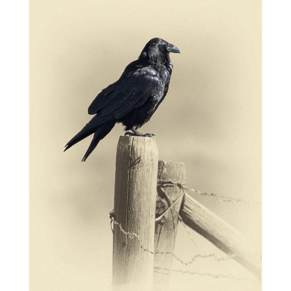 Raven Poster Print by Jim Brown-VARPDXJBN089 Image 1