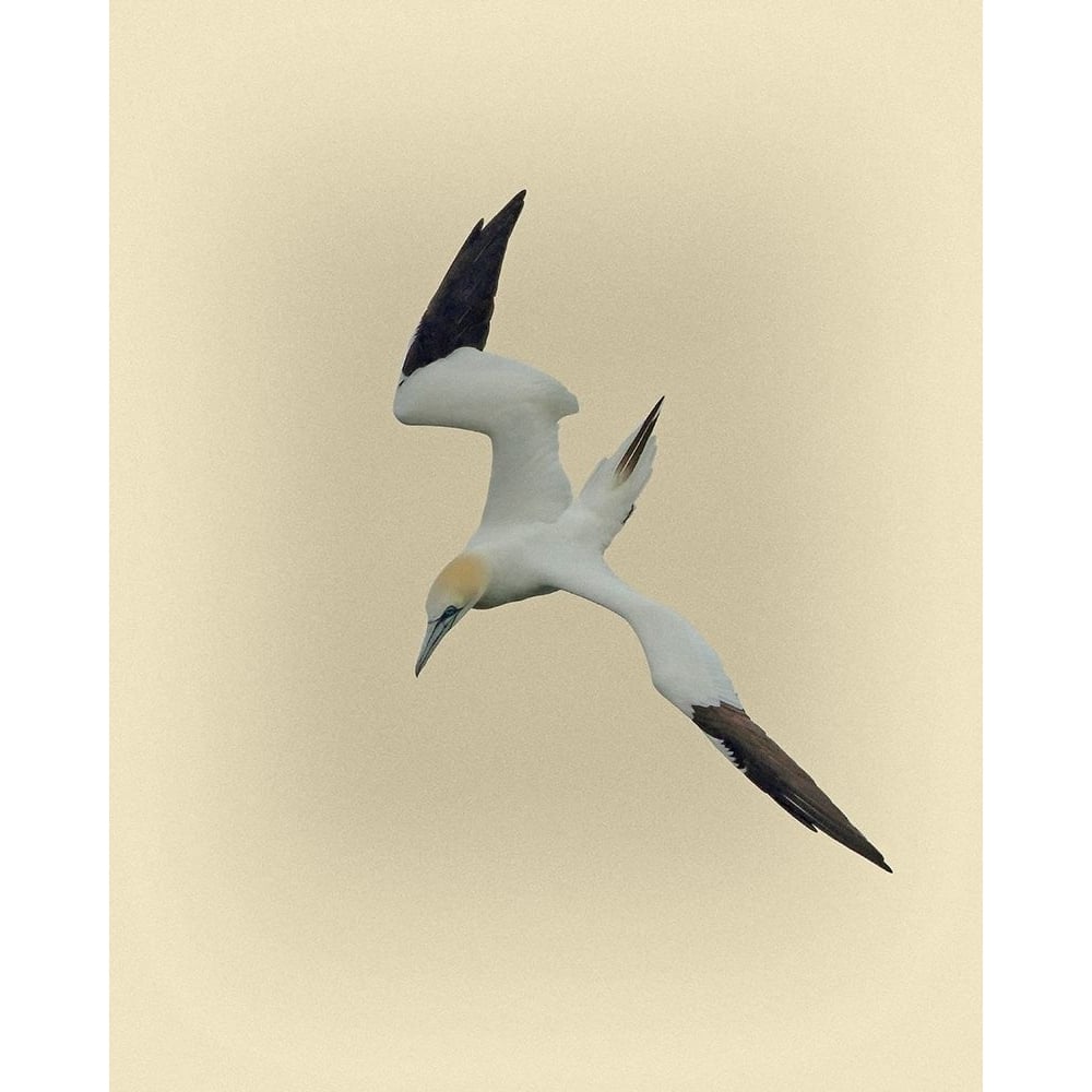 Northern Gannet 2 Poster Print by Jim Brown-VARPDXJBN086 Image 1