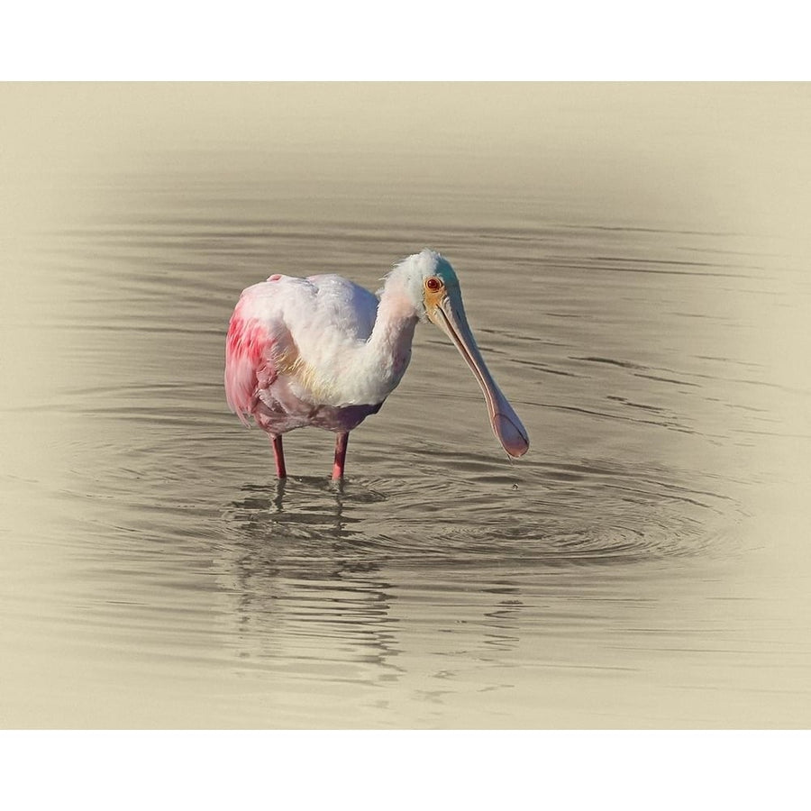 Roseate Spoonbill Poster Print by Jim Brown-VARPDXJBN090 Image 1