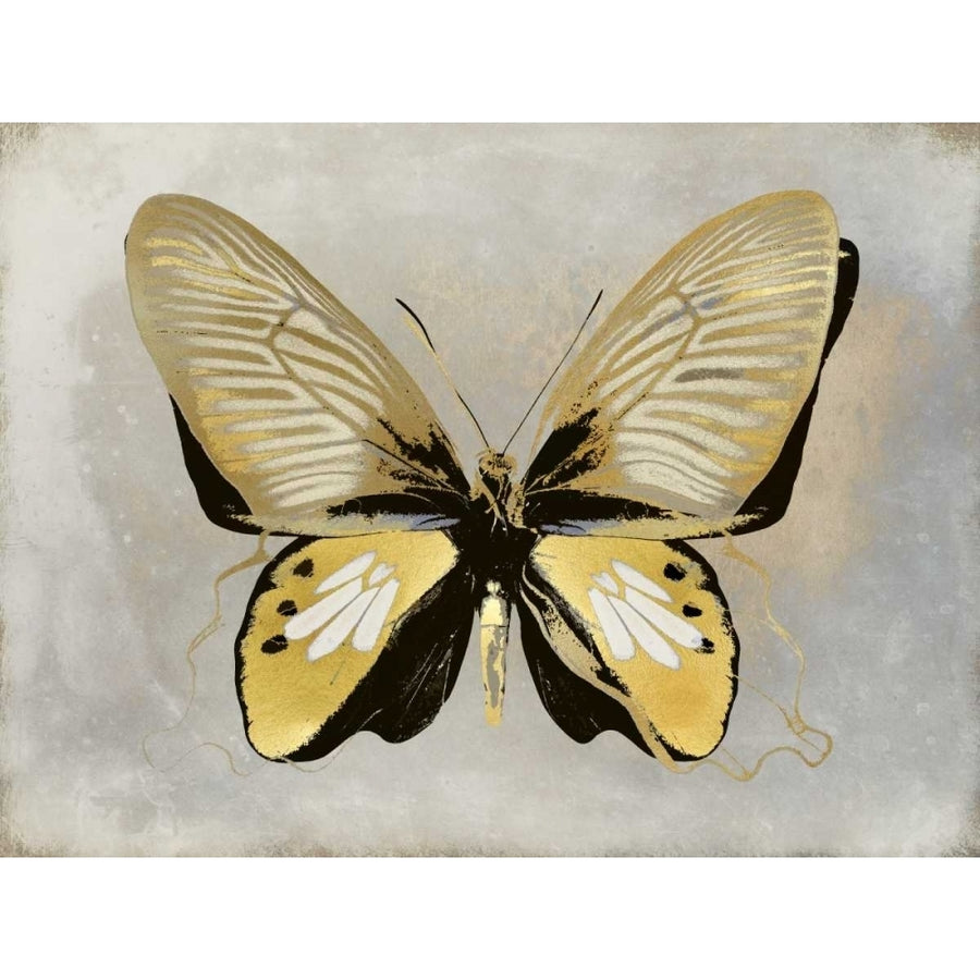 Butterfly Study I Poster Print by Julia Bosco-VARPDXJBC113433 Image 1