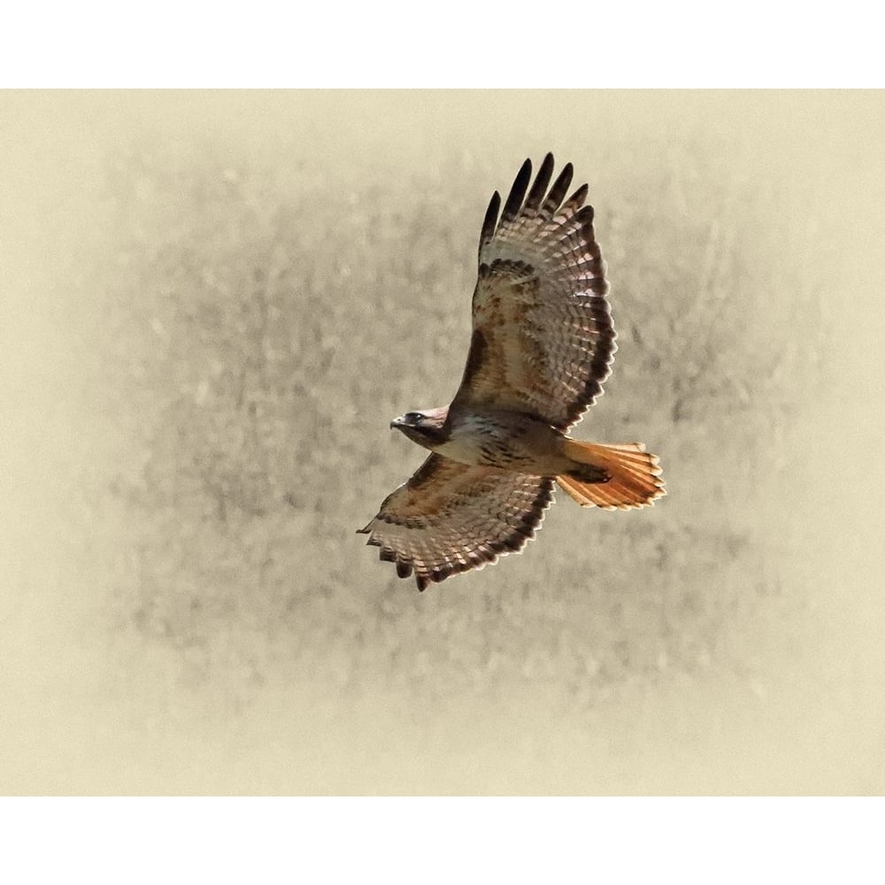 Red Tailed Hawk Poster Print by Jim Brown-VARPDXJBN101 Image 1