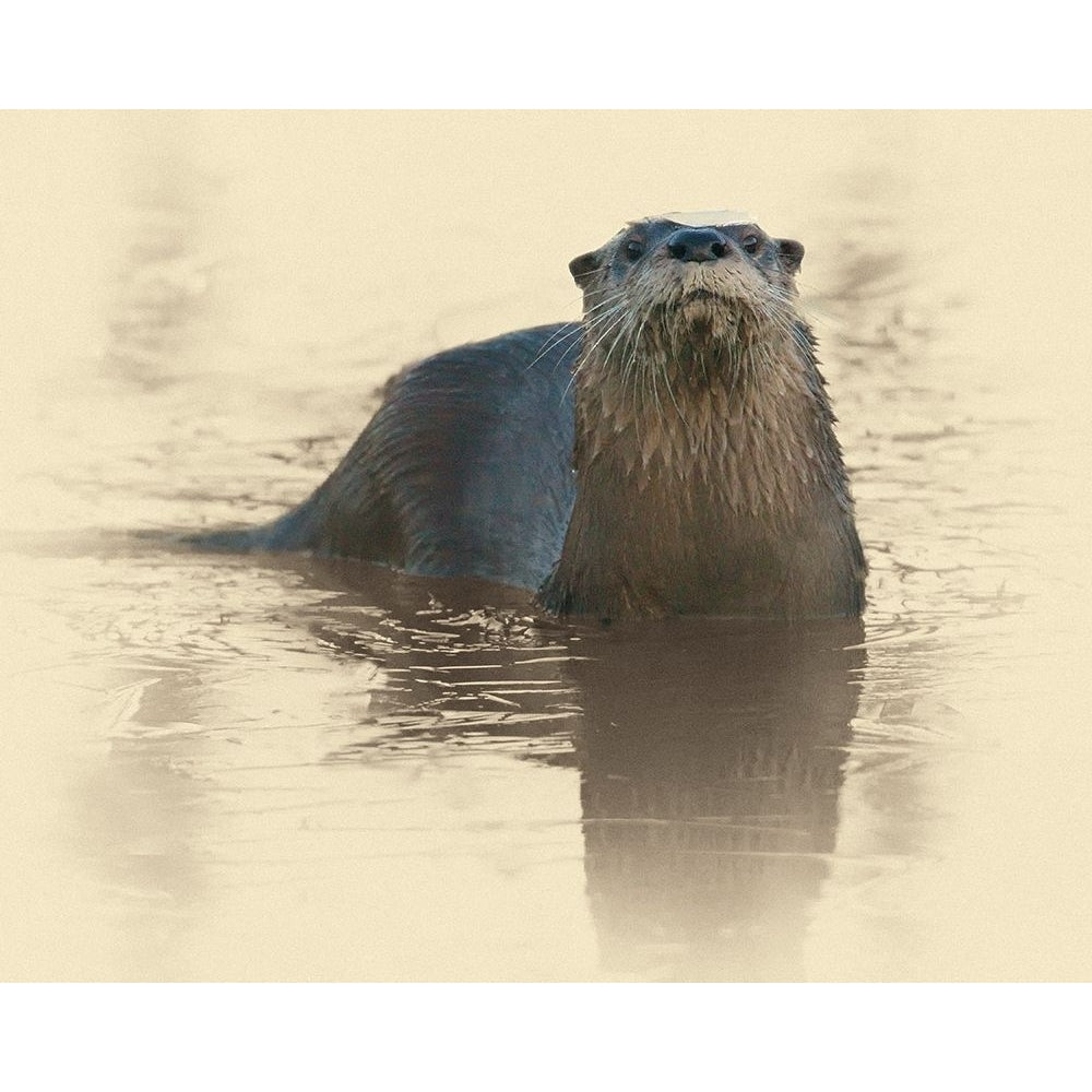 Otter Under Ice Poster Print by Jim Brown-VARPDXJBN100 Image 1