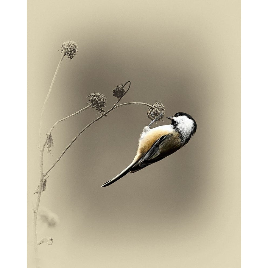 Black Capped Chickadee 2 Poster Print by Jim Brown-VARPDXJBN114 Image 1