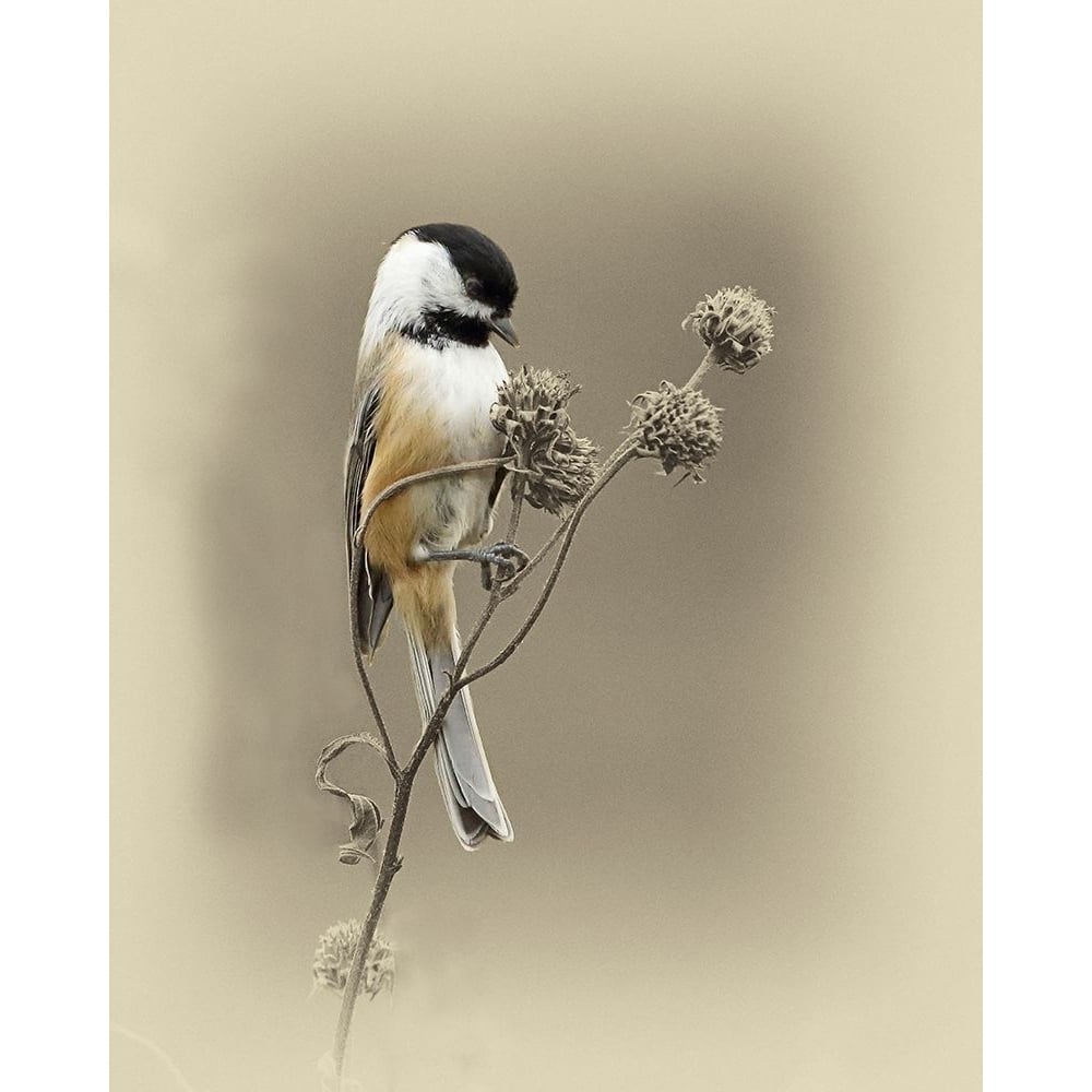 Black Capped Chickadee 1 Poster Print by Jim Brown-VARPDXJBN113 Image 1