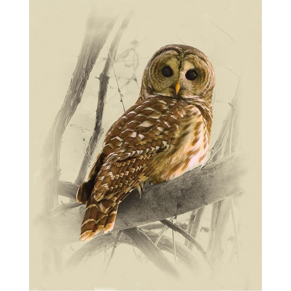 Barred Owl 3 Poster Print by Jim Brown-VARPDXJBN110 Image 1