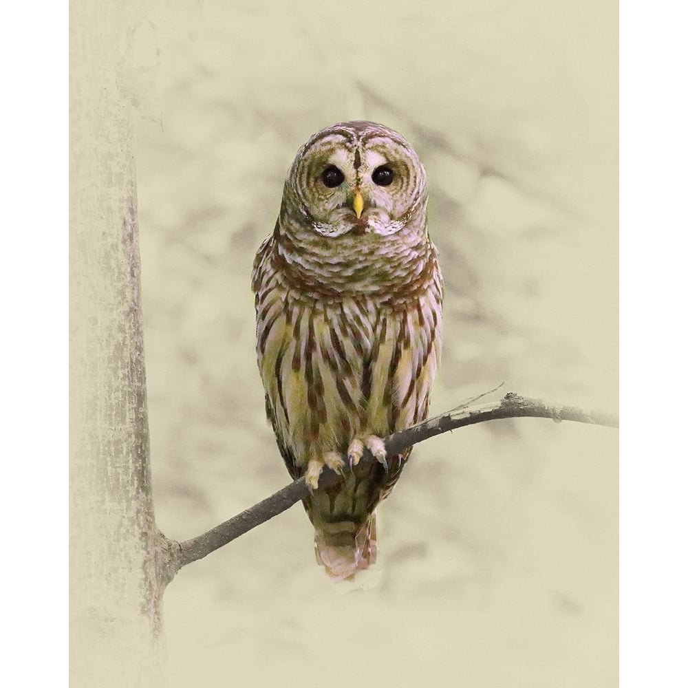 Barred Owl 1 Poster Print by Jim Brown-VARPDXJBN108 Image 1