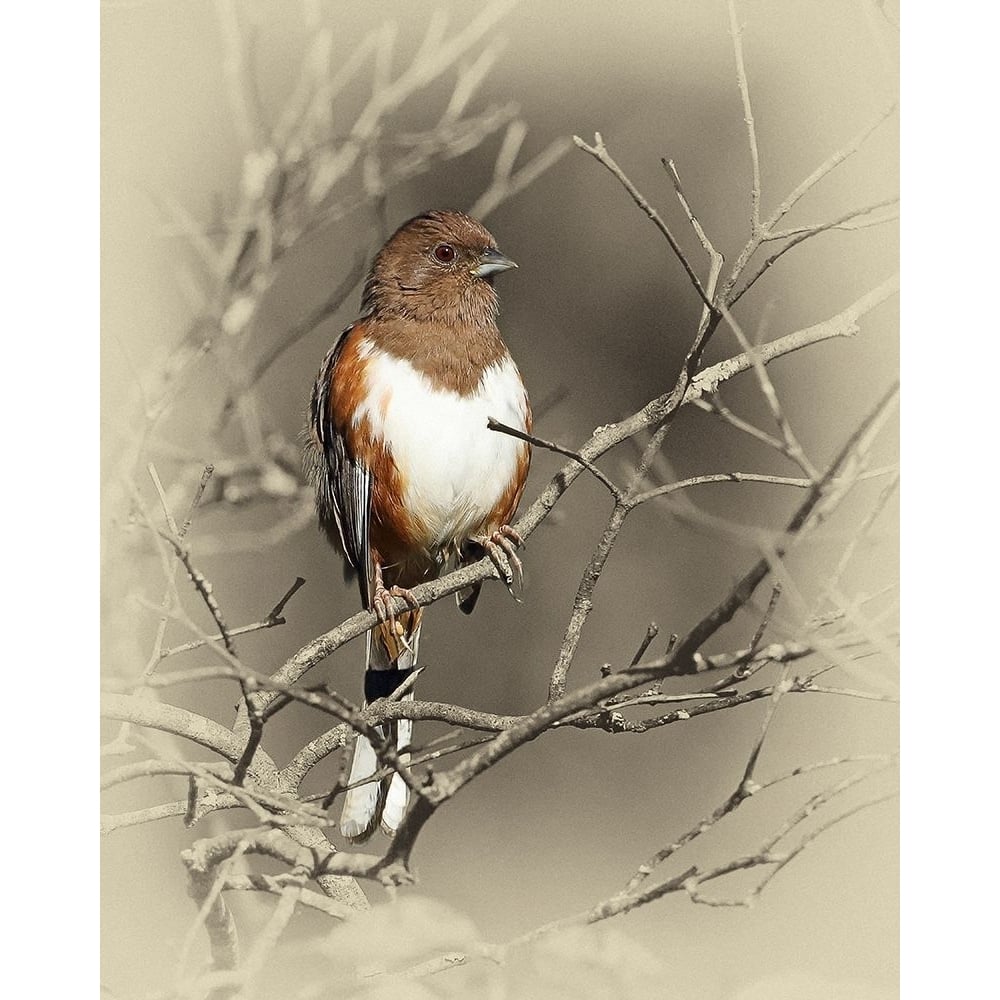 Eastern Towhee Female Poster Print by Jim Brown-VARPDXJBN115 Image 1