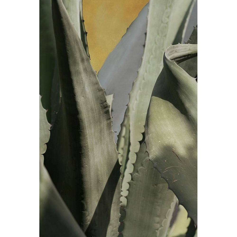 Agave Deserti I Poster Print by Jessica Valner-VARPDXJC033A Image 1