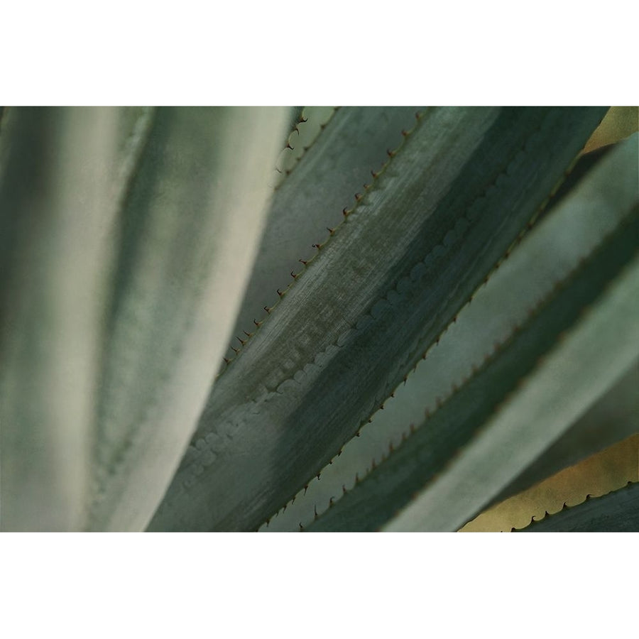 Agave Tequiliana Poster Print by Jessica Valner-VARPDXJC032A Image 1