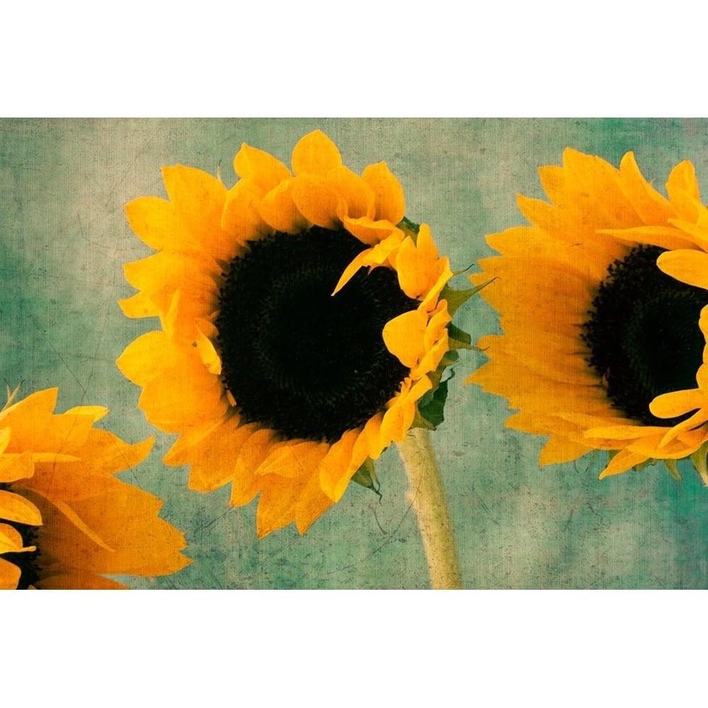 Sunflowers II Poster Print by Judy Stalus-VARPDXJD072A Image 1