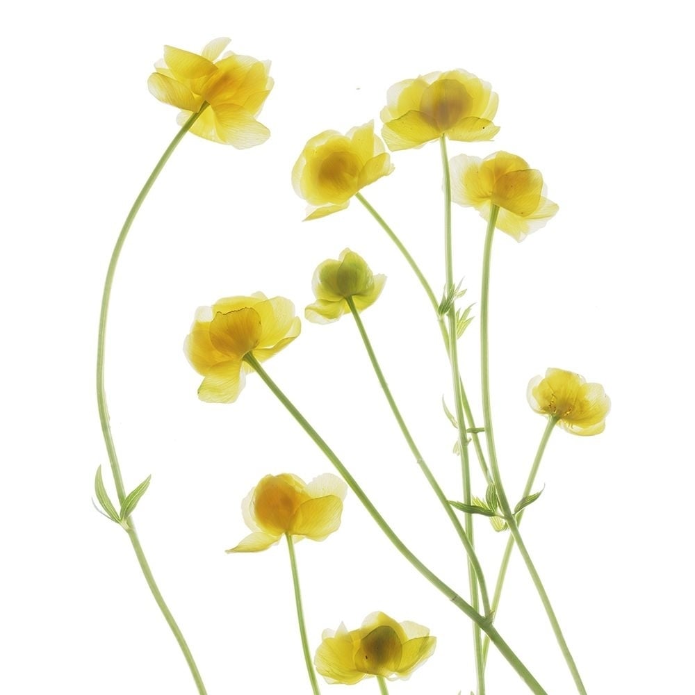 Buttercup Poster Print - Judy Stalus-VARPDXJD136A Image 1