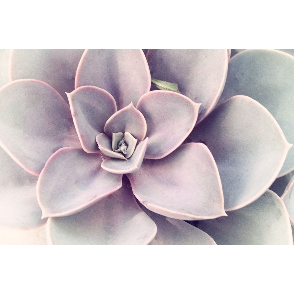 Purple Succulent by Judy Stalus-VARPDXJD147A Image 1