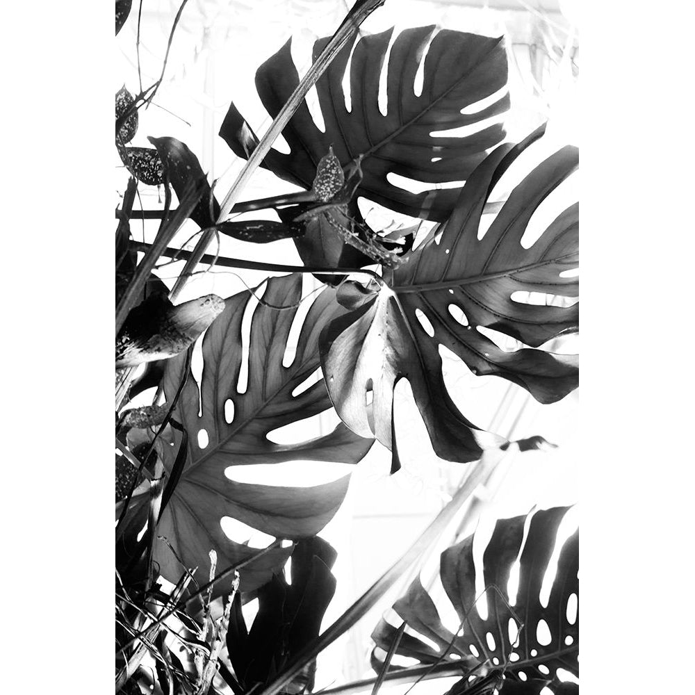 Tropical Leaves III?_ Poster Print by Judy Stalus-VARPDXJD164A Image 1