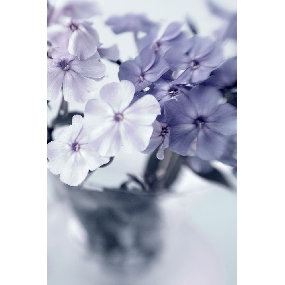 Violet Hydrangea Poster Print by Judy Stalus-VARPDXJD160A Image 1