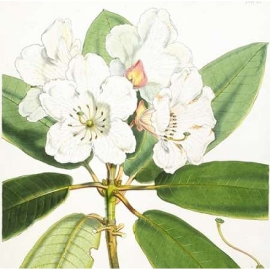 Rhododendron Aucklandii Flower Poster Print by Joseph Dalton Hooker-VARPDXJDH03a Image 1